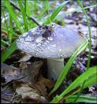 Amanita spissa