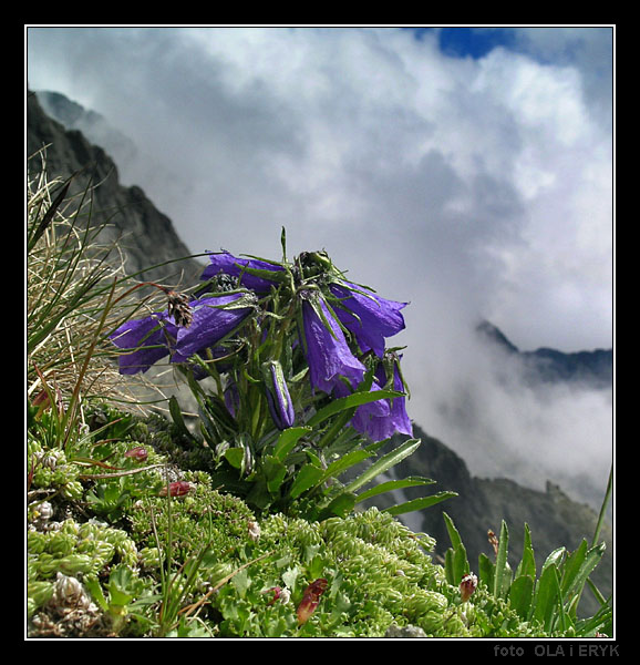 Dzwonek Alpejski