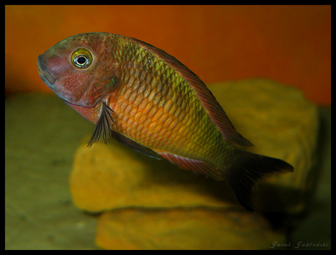 Tropheus sp. ilangi