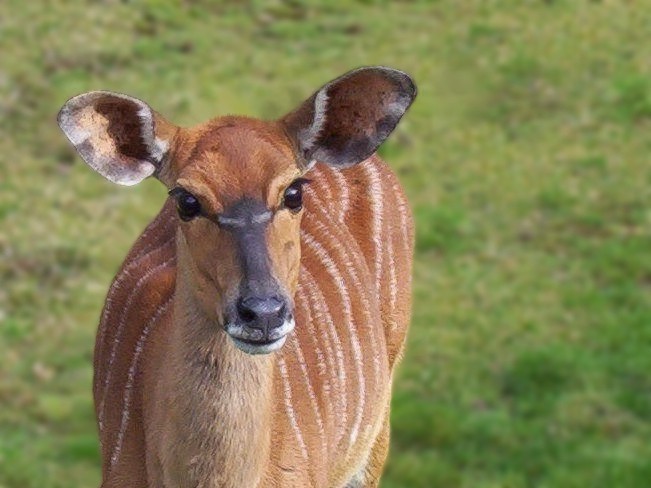 Pięknooka  (antylopa eland)