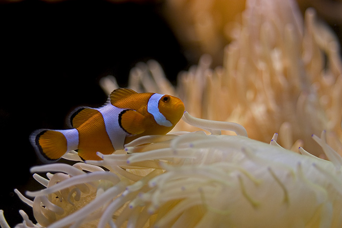 Amphiprion ocellaris