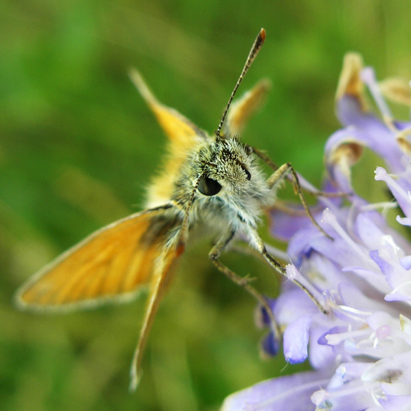 motyl #2