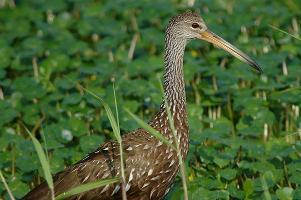 Limpkin Bekasnica