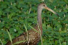 Limpkin Bekasnica