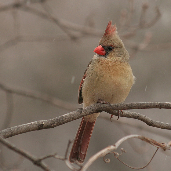 Kardynal(Cardinalis cardinalis)-samica