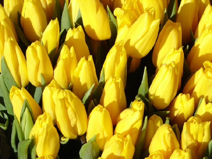 tulipany