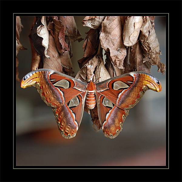 attacus atlas