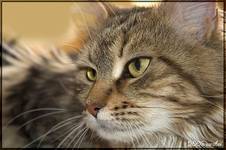 Maine Coon