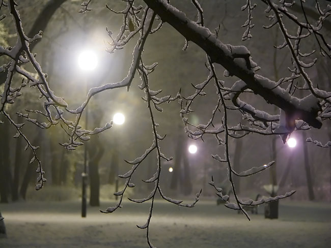 Park nocą_01