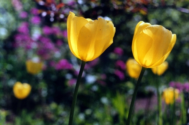 tulips