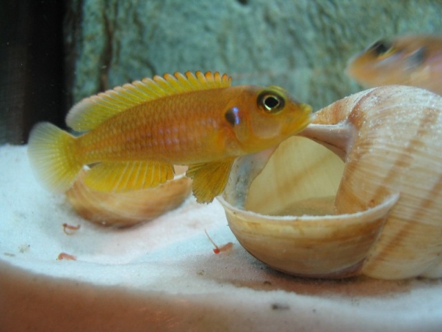 muszlowiec ocellatus gold