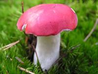 Russula emetica..