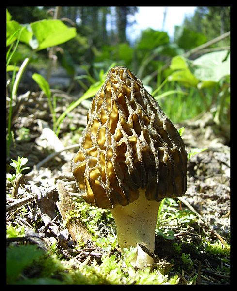 Morchella conica