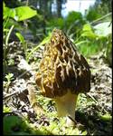 Morchella conica