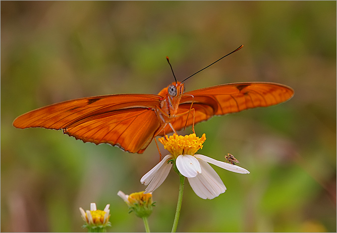 Dryas iulia