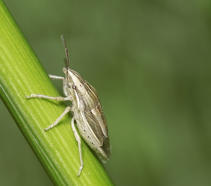 Aelia acuminata LEDNICA ZBOŻOWA