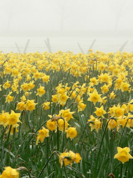 Daffidol in the fog