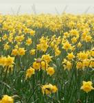 Daffidol in the fog