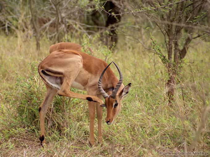 impala