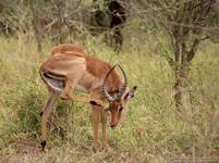 impala