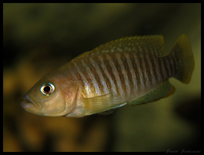 N. multifasciatus