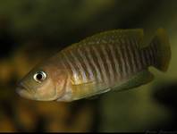 N. multifasciatus