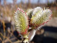 salix-1