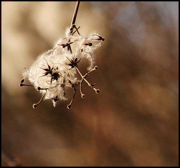 clematis