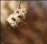 clematis