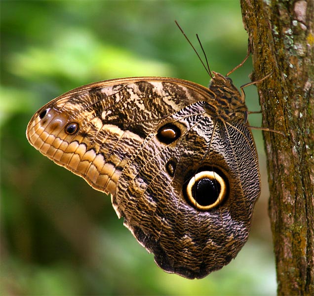 Owl Butterfly (Caligo Idomenius)