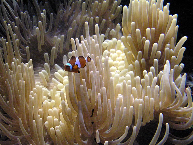 Amphiprion ocellaris