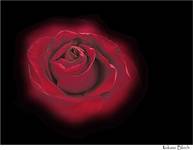 rose ...2...