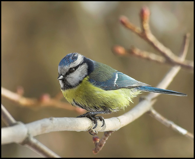 Blue Tit...