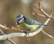 Blue Tit...