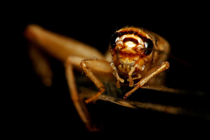 Acheta Domestica