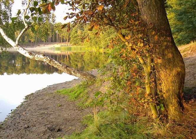 Płonące drzewo nad jeziorem