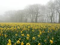 Daffidol in the fog