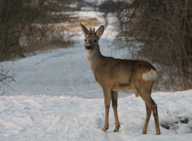 koziołek