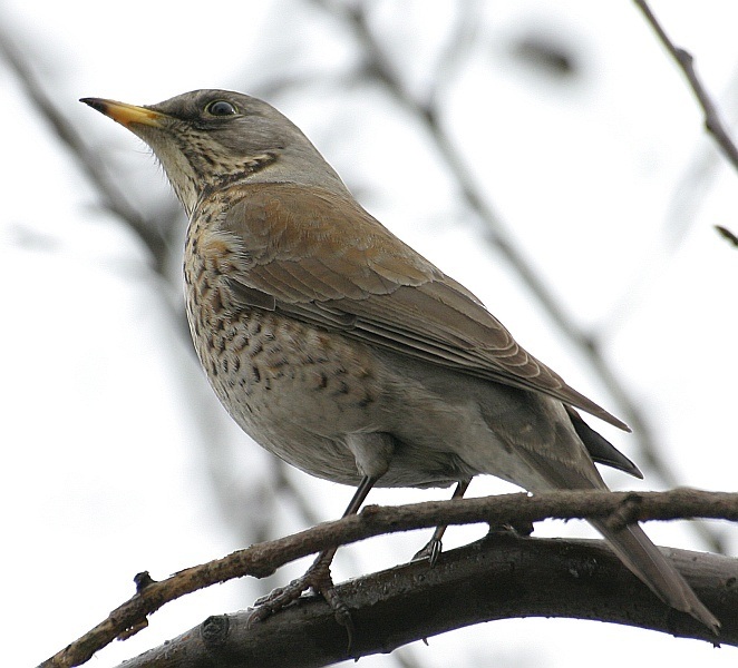 Kwiczoł (Turdus pilaris)