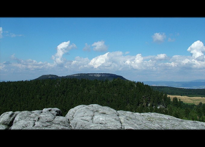 Wieloryb stołowy