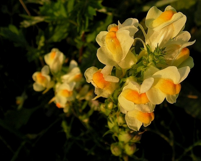 Lnica pospolita   [Linaria vulgaris]