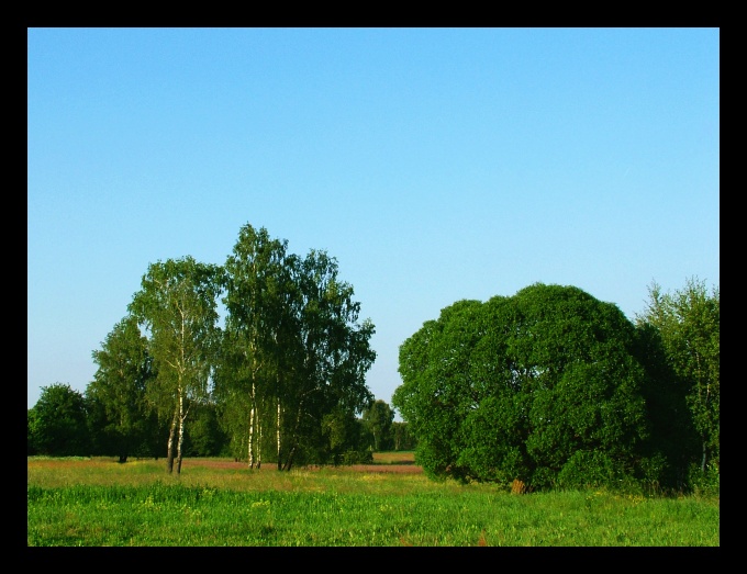 i wysmukłe, i kuliste