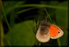 Motyl II