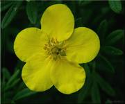  39-Pięciornik krzewiasty  POTENTILLA FRUTICOSA