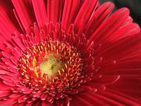 gerbera