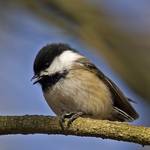 Black-capped Chickadee (Poecile atricapillus)