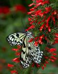 Tree Nymph (Idea leuconoe)