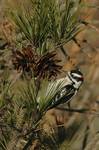 Downy Woodpecker, Picoides pubescens