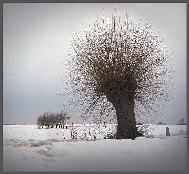 Przedwiośnie A. D. 2006