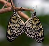 Ocieplenie aury by Tree Nymph (Idea leuconoe)